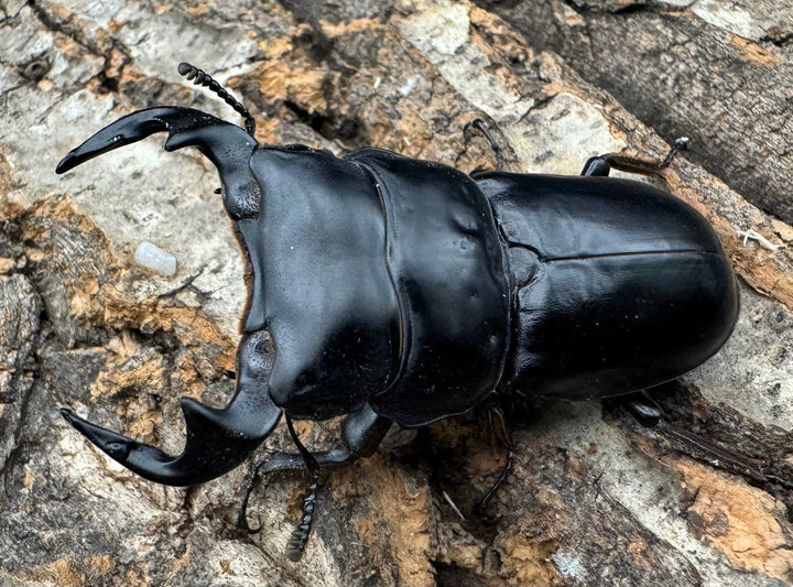 《マレーアンタエウス ゲンティンハイランド産 63.5mm ペア》