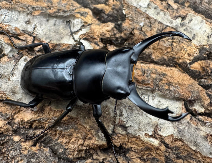 【WD】《シネンシスコクワ ssp. 怒江亜種 46mm ペア》