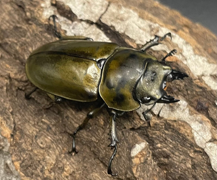 《ババオウゴンオニクワガタ 74.6mm ペア》