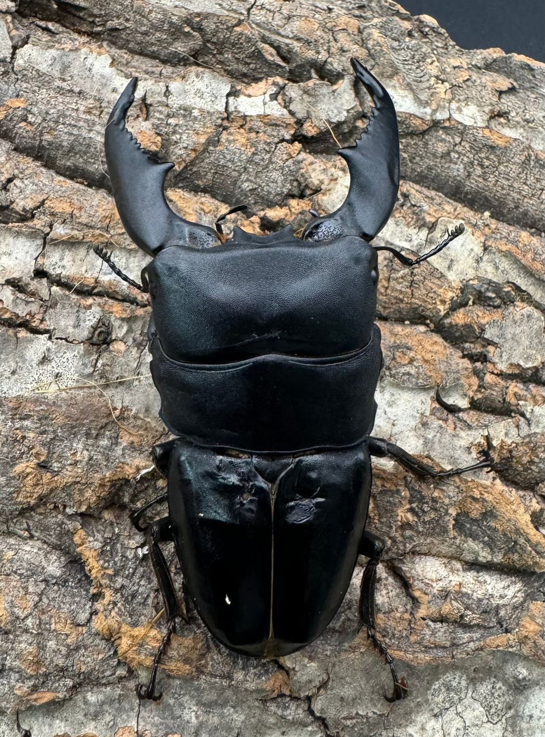 《スマトラオオヒラタ 93mm ♂♀♀トリオB品》