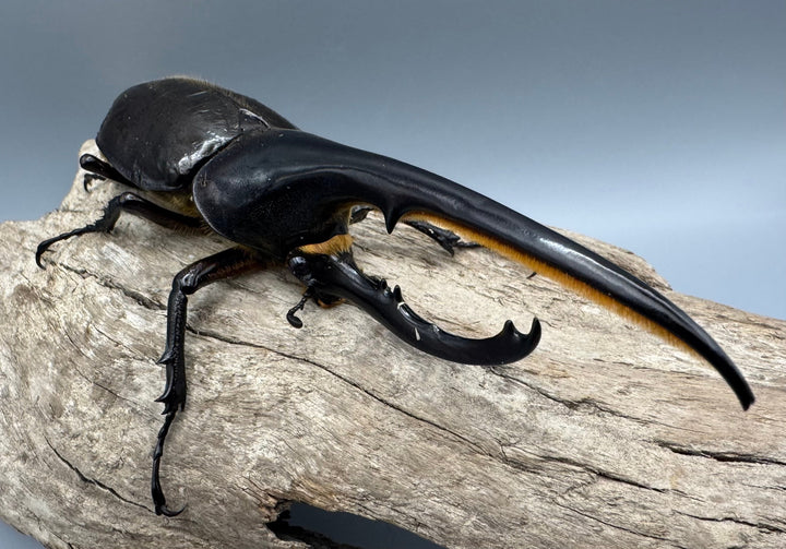 《ヘラクレス・ヘラクレス 139mm ペア》