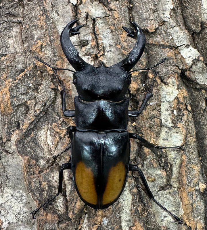 【WD】《セアカフタマタ 80mm ペア》