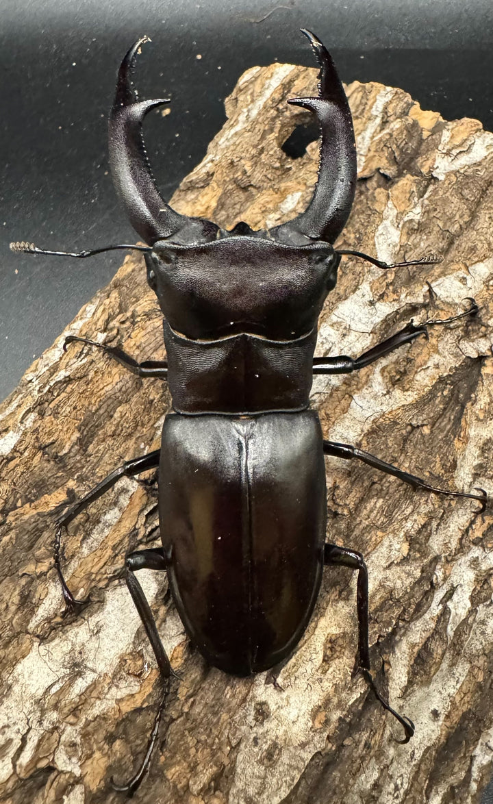 【WD】《マンディブラリスフタマタ 105mm ペア》