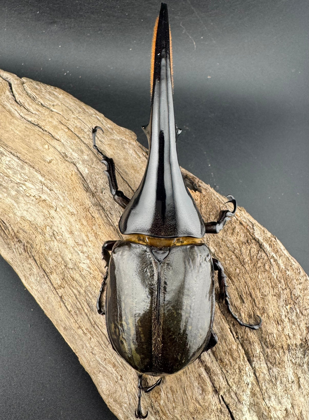 《ヘラクレス・ヘラクレス 134mm ペア》