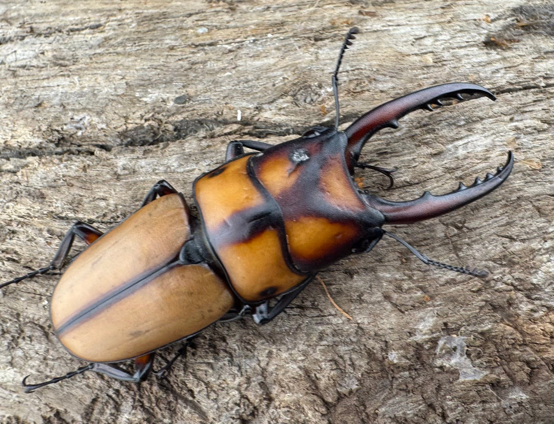 【WD】《スツラリスノコギリ 海南省産 44mm ペア》