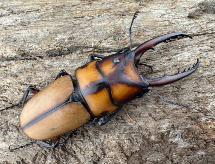 【WD】《スツラリスノコギリ 海南省産 44mm ペア》