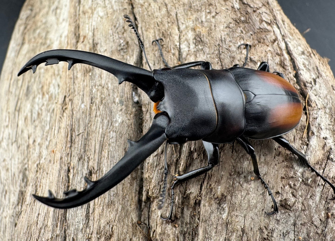 【WD】《スピネウスノコギリクワガタ 中国産 51.5mm ペア》