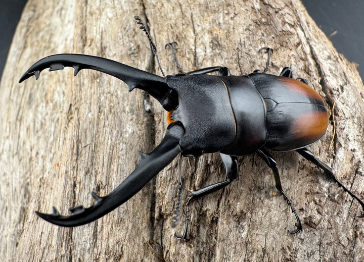 【WD】《スピネウスノコギリクワガタ 中国産 51.5mm ペア》