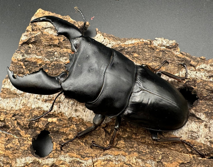 極太《スマトラオオヒラタ 90mm ペア》