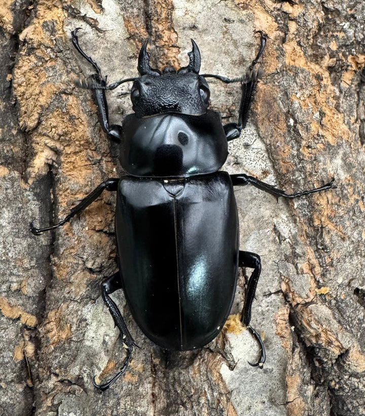 《ギラファノコギリ亜種ケイスケ 96mm ペア》