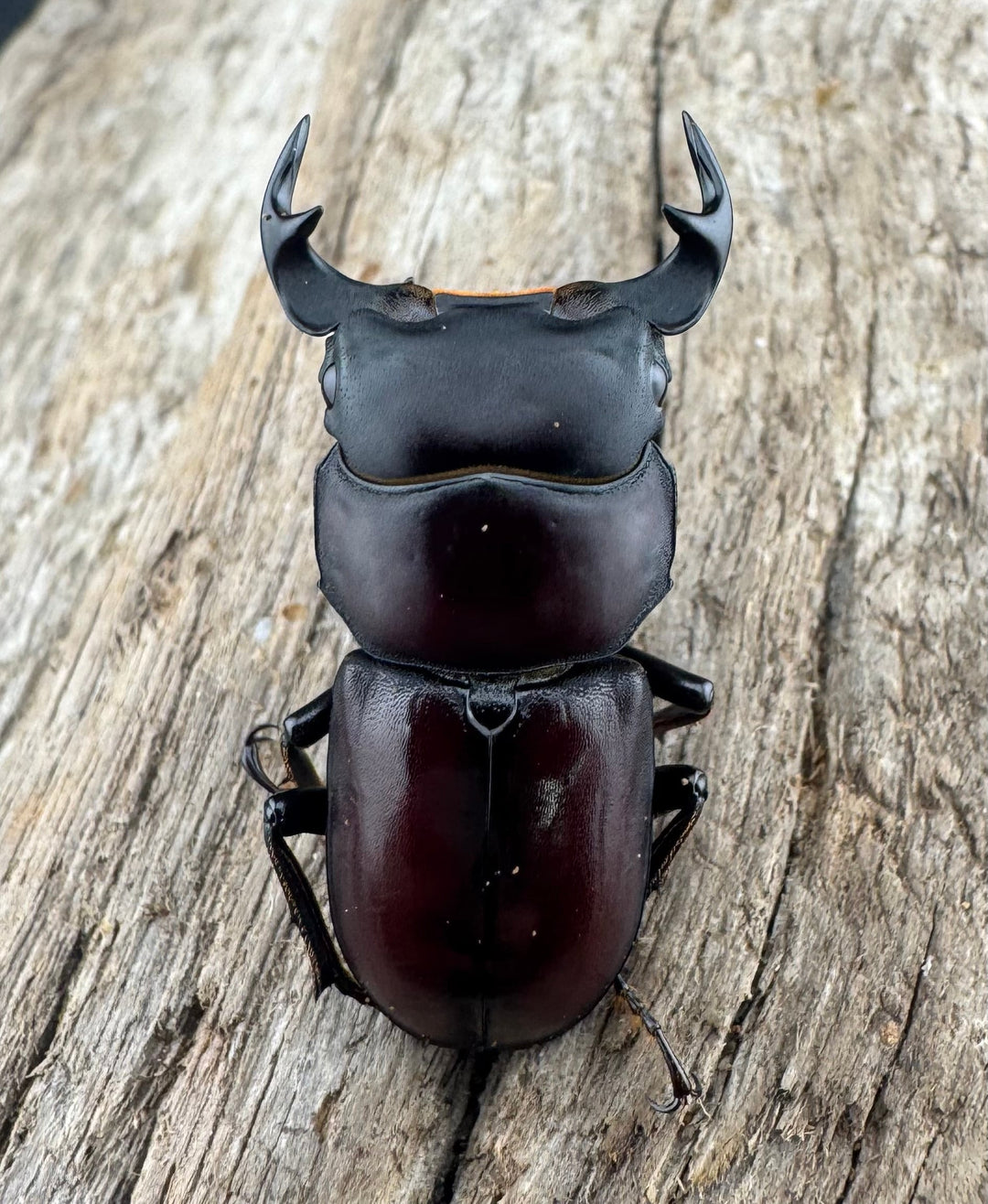 《ラティオキナティブスコクワ ネパール産 32mm ペア》