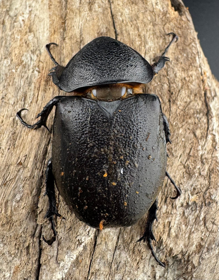 【WD】《ミンダナオアトラスオオカブト マラグサン産 92mm ペア》