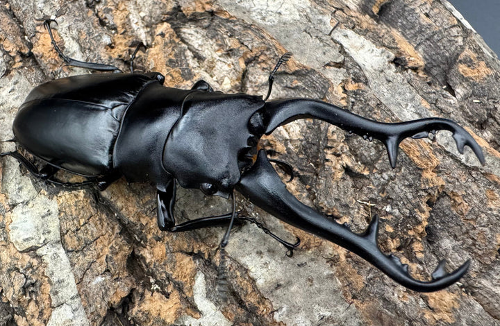 【WF1】《ギラファノコギリ原名亜種 タイ産 95mm ペア》①