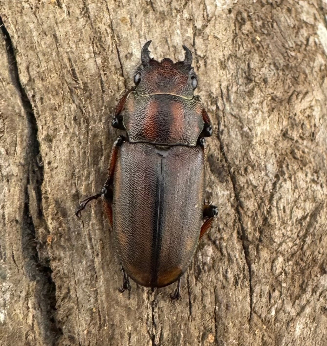 【WD】大型《ズベールホソアカ マラグサン産 50mm ペア》