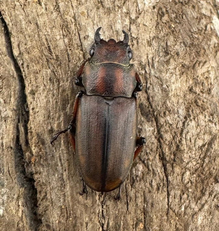 【WD】大型《ズベールホソアカ マラグサン産 50mm ペア》
