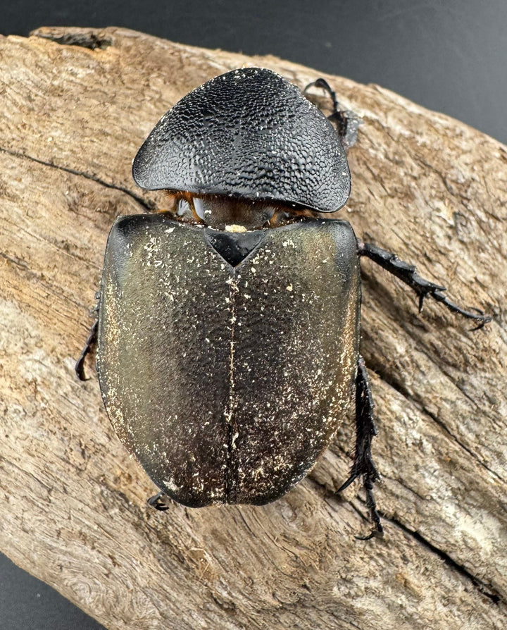 【WD】《タイリクコーカサスオオカブト ラオス産 94mm ペア》