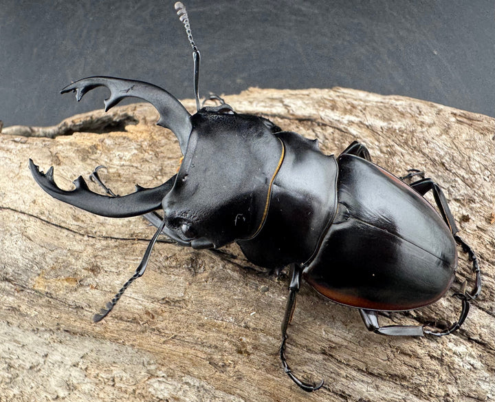 【WD】《クベラツヤクワガタ亜種sinensis 浙江省産 73mm ペア》