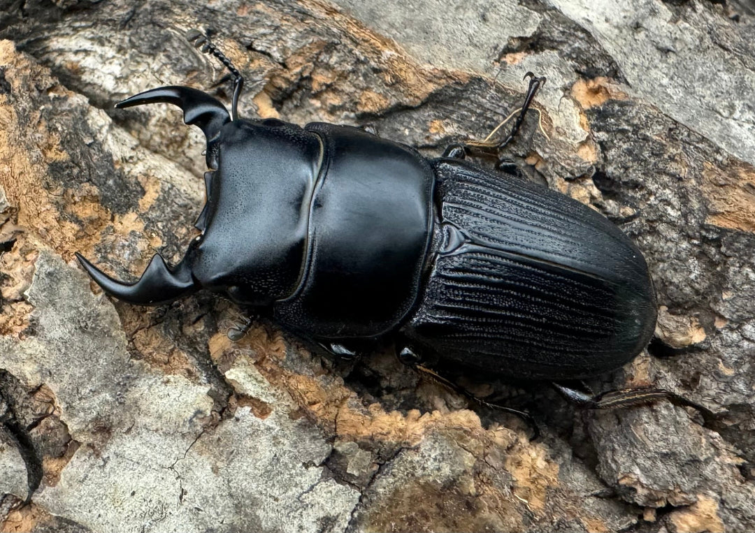 【WD】《ミンダナオパリーオオクワ 43mm ペア》