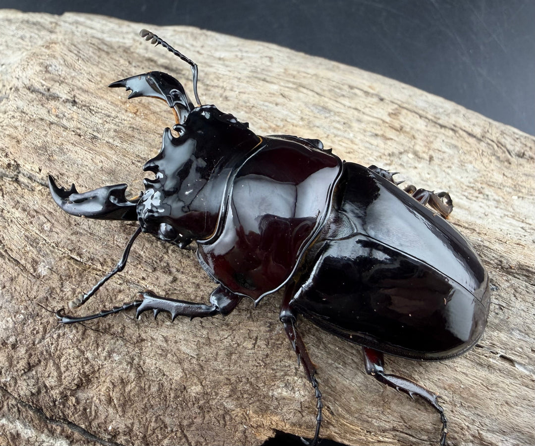 《赤レギウスオオツヤクワガタ 66.5mm ♂単》