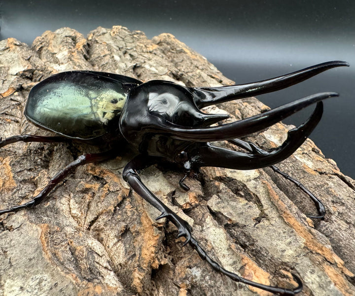 【WD】大型《ジャワコーカサスオオカブト 111mm A'品ペア》