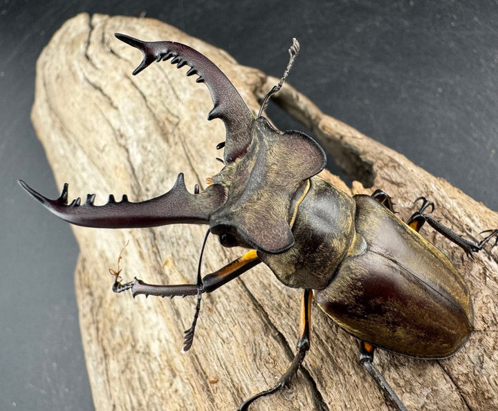 【WD】《ディボウスキーミヤマ原名亜種（チョウセンミヤマ） 遼寧省産 60mm ペア》