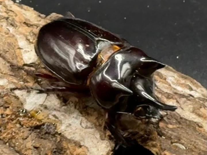 《ロンギチョンペルスミツノカブト Free ペア》