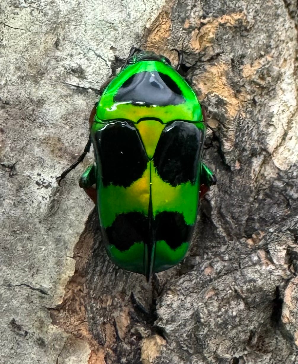 【WD】《マックレーツヤカナブン ペア》