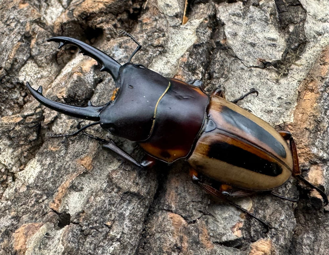 【WD】《ラテラリスノコギリ亜種マイリーン カタンドゥアネス産 46.5mm ペア》