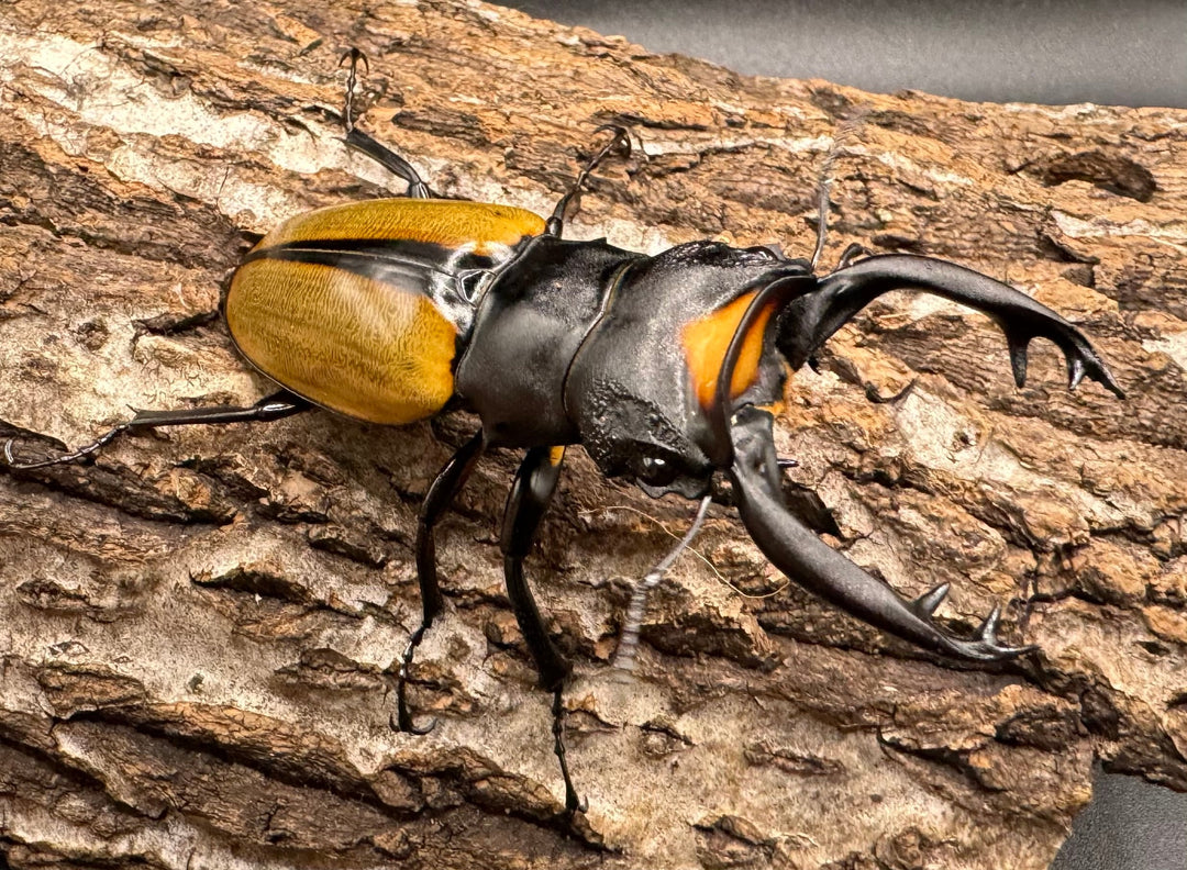 【WD】《ラコダールツヤクワガタ アチェ産 77.5mm ペア》