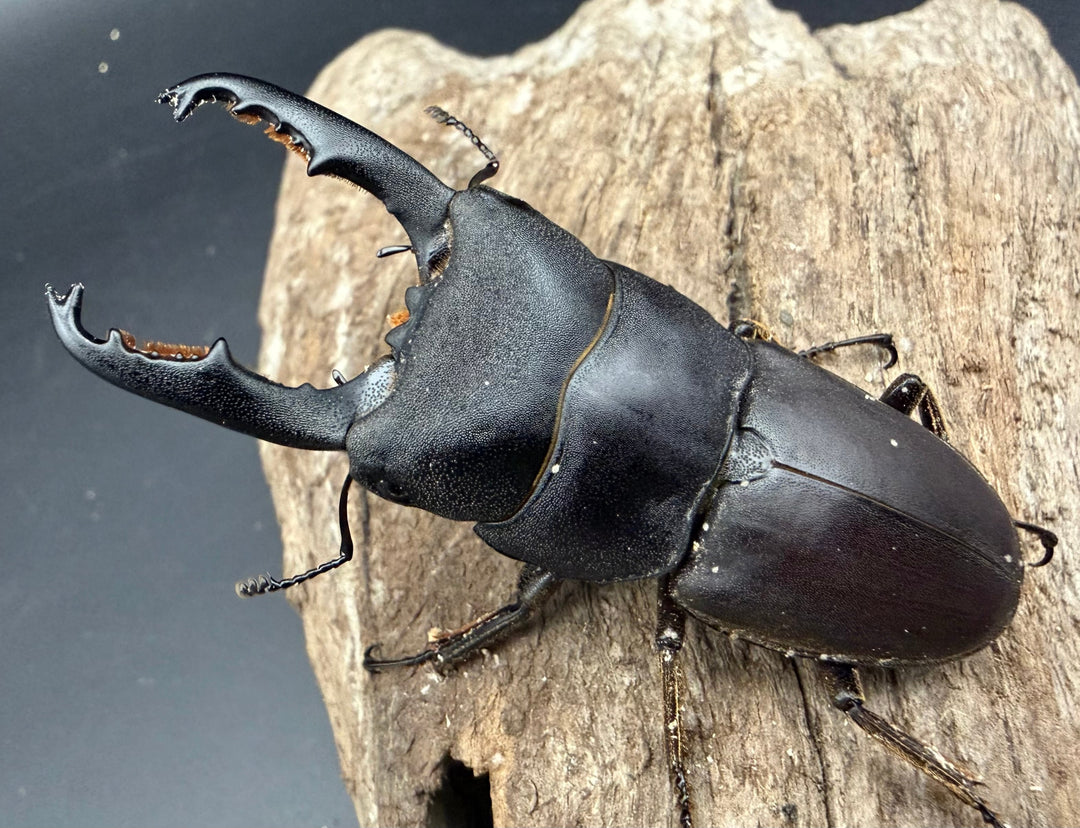 【WD】《タウルスヒラタ ボルネオ亜種 63mm ペア》