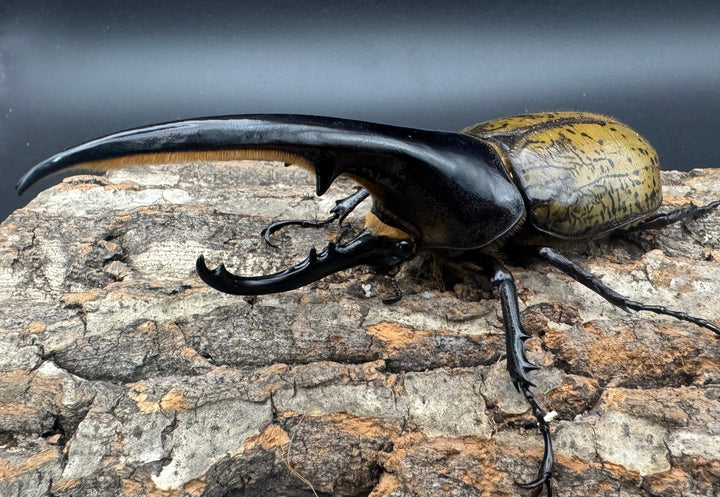 《ヘラクレス・ヘラクレス 141mm ペア》