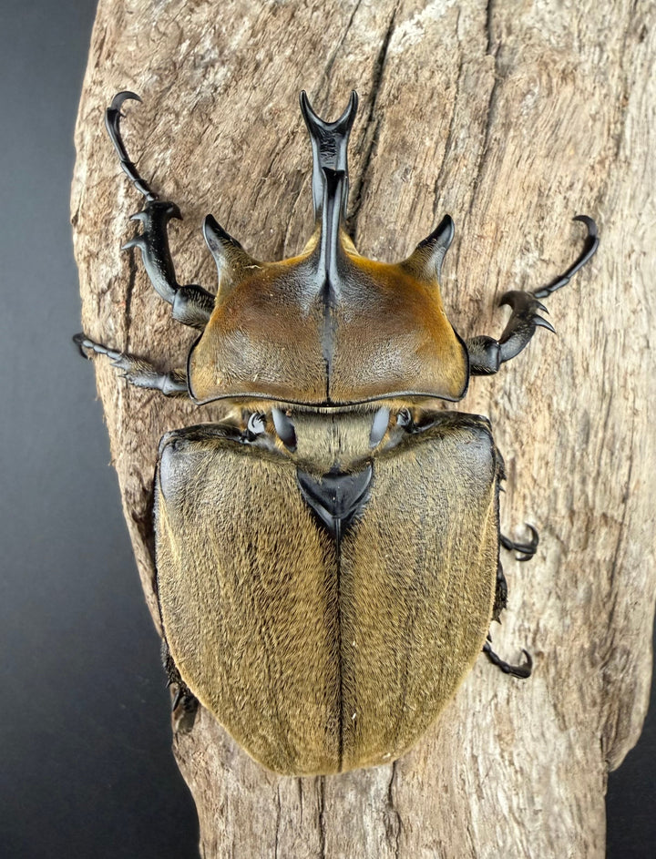 《ギアス ルンバッシャー 87mm ペア》