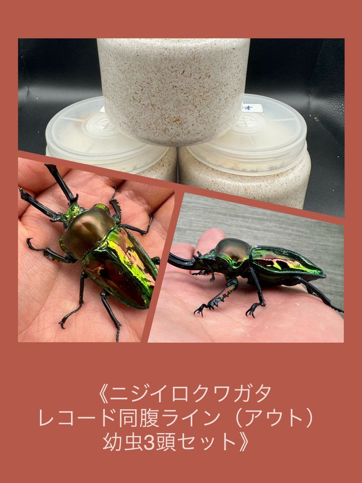 《ニジイロクワガタ レコード同腹ライン（アウト） 幼虫3頭セット》