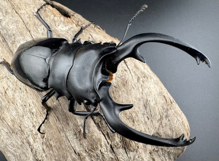 【WD】良型《インターメディアツヤクワガタ パラワン産 90mm ペア》