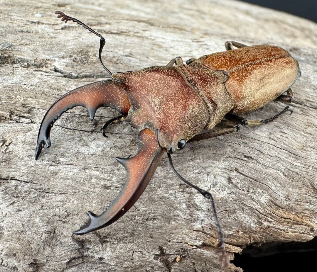 【WD】《スズムラホソアカ ロハス産 40mm ペア》