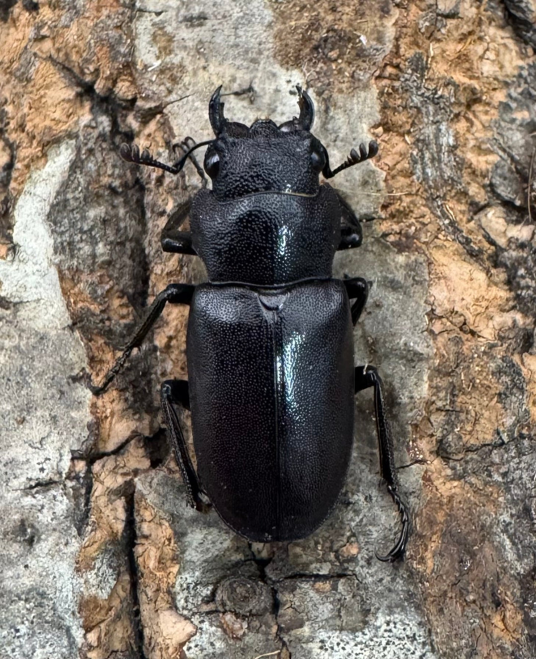 【美麗】《メタリフェルホソアカ 80mm ペア》わたくわ氏ブリード個体