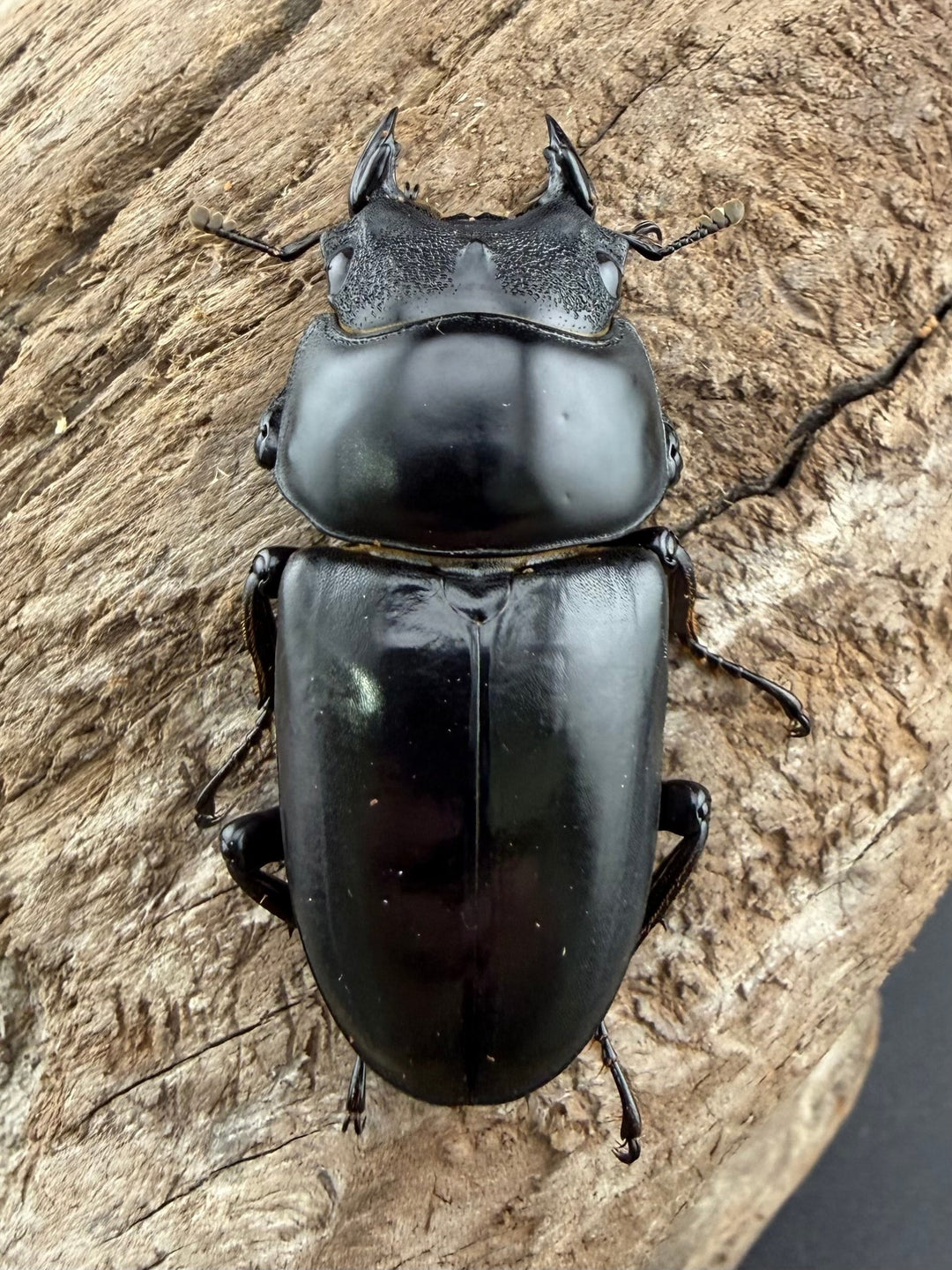 《ネパレンシス ランターン産 59mm ♂♀♀トリオ》