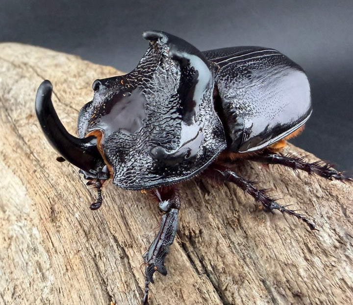 【WD】《マルタバンメンガタカブト 63mm A'品ペア》