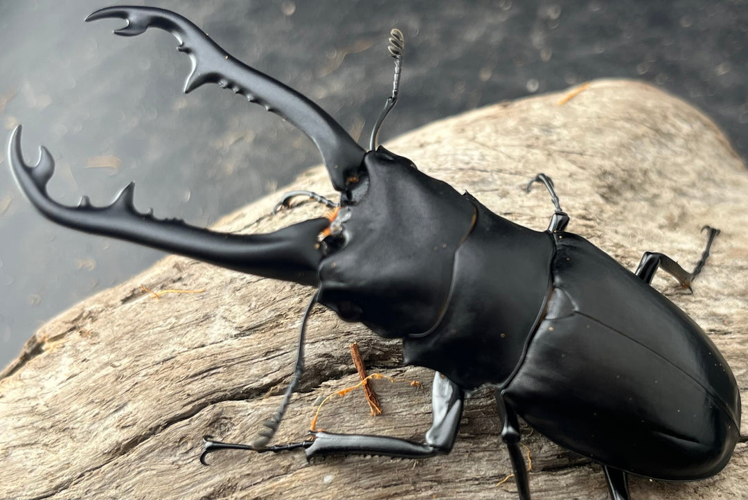 【WD】《 ギラファノコギリ亜種ボロブドゥール 92.5mm ペア》