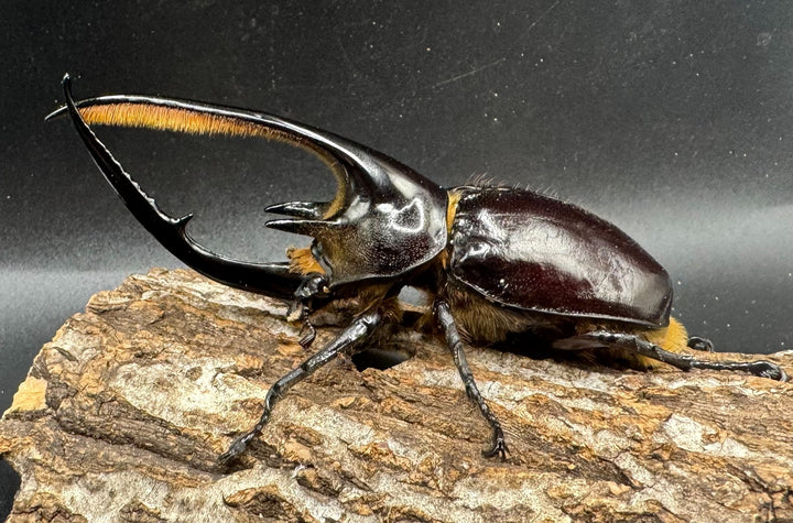 即ブリ《ネプチューンオオカブト 118mm ペア》inohiro109氏ブリード個体