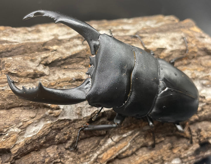 【WD】大型《カマリネスヒラタ 96mm ペア》