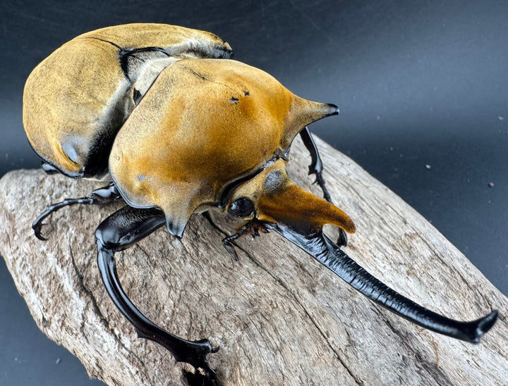 《エレファスゾウカブト 117mm ペア》