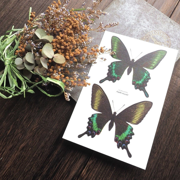 ポストカード 1枚入り（ミヤマカラスアゲハ）