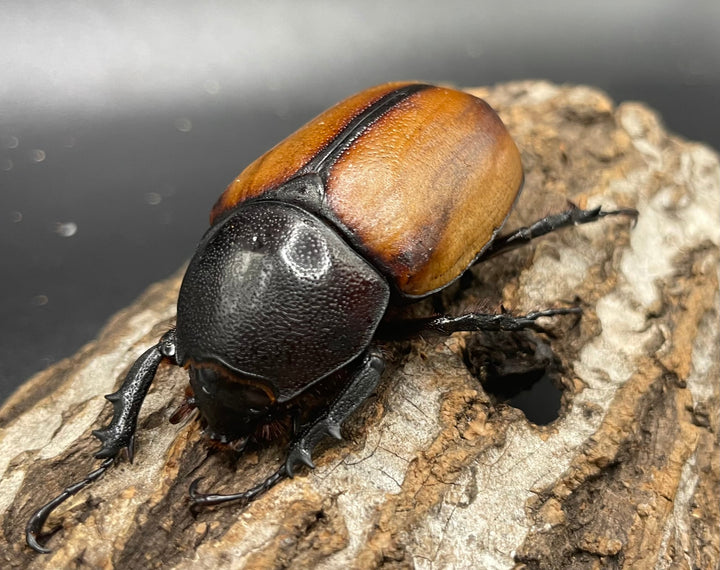 【WD】《スキットゴホンツノカブト ♀単》