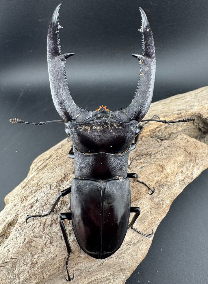 【WD】《マンディブラリスフタマタ 105mm ペア》