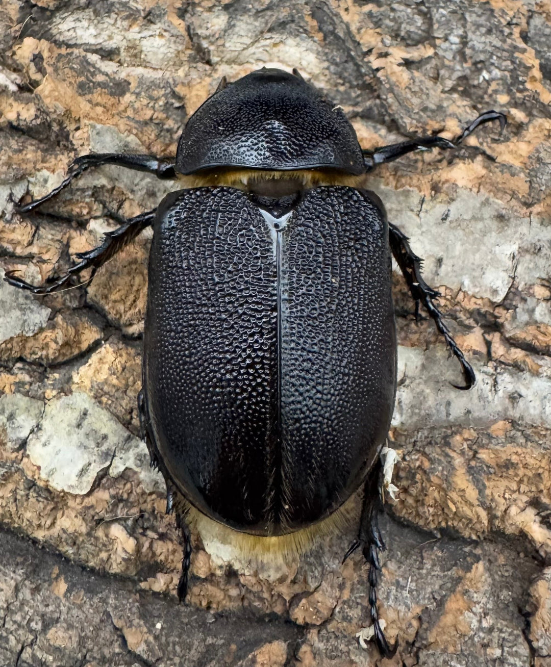 《ネプチューンオオカブト 118mm A'品ペア》