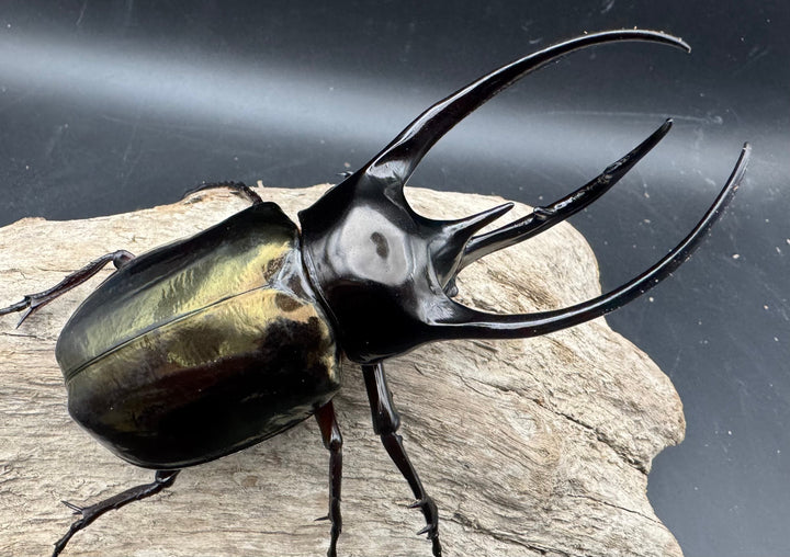 【WD】《ジャワコーカサスオオカブト 110mm A'品ペア》