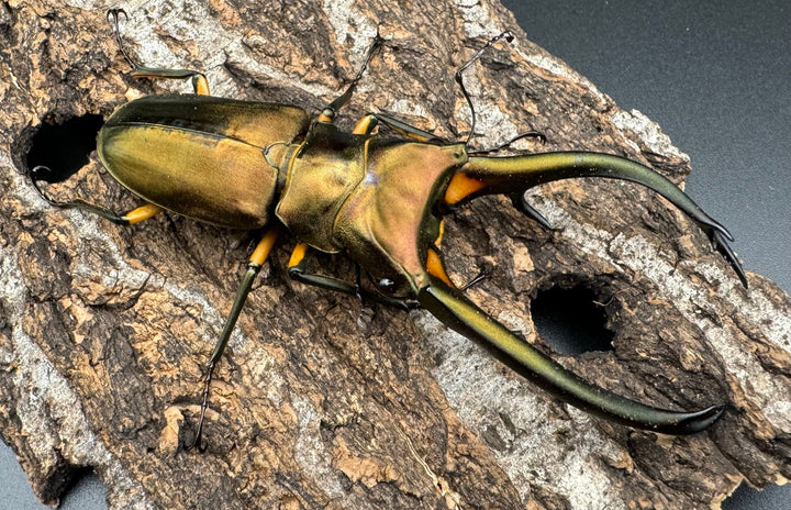 【WD】《エラフスホソアカクワガタ 94mm ペア》