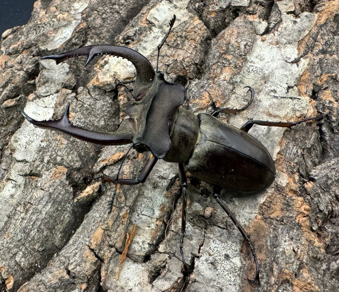 【WD】大型《クラーツミヤマ原名亜種 63mm ペア》