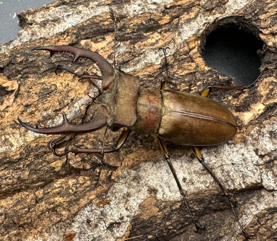 【WD】《フォルモサスミヤマクワガタ 52mm ペア》